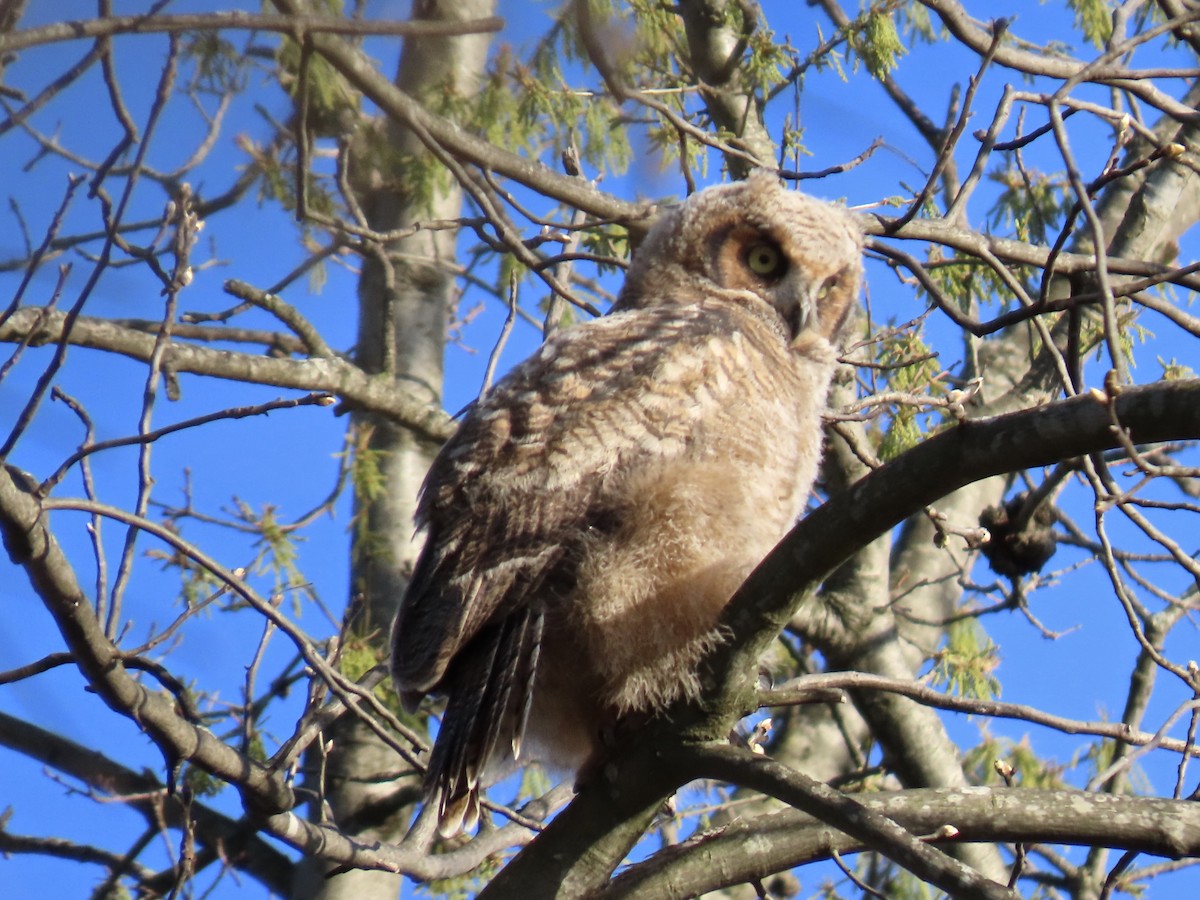 Great Horned Owl - ML634817541