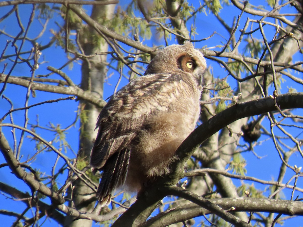 Great Horned Owl - ML634817542
