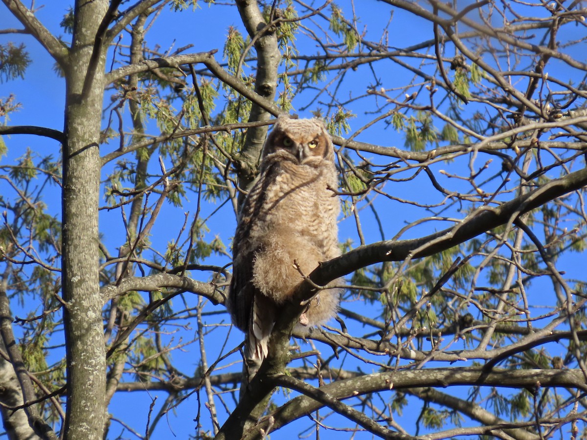 Great Horned Owl - ML634817549