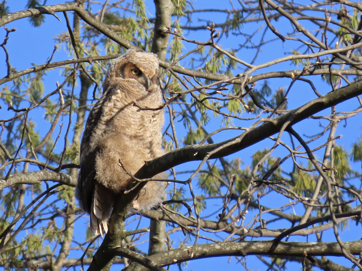 Great Horned Owl - ML634817550