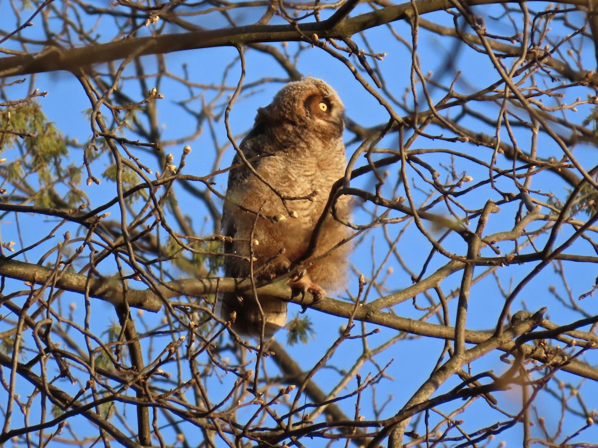 Great Horned Owl - ML634817551