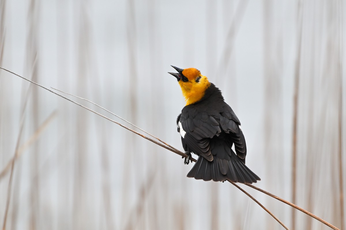 Yellow-headed Blackbird - ML634817574