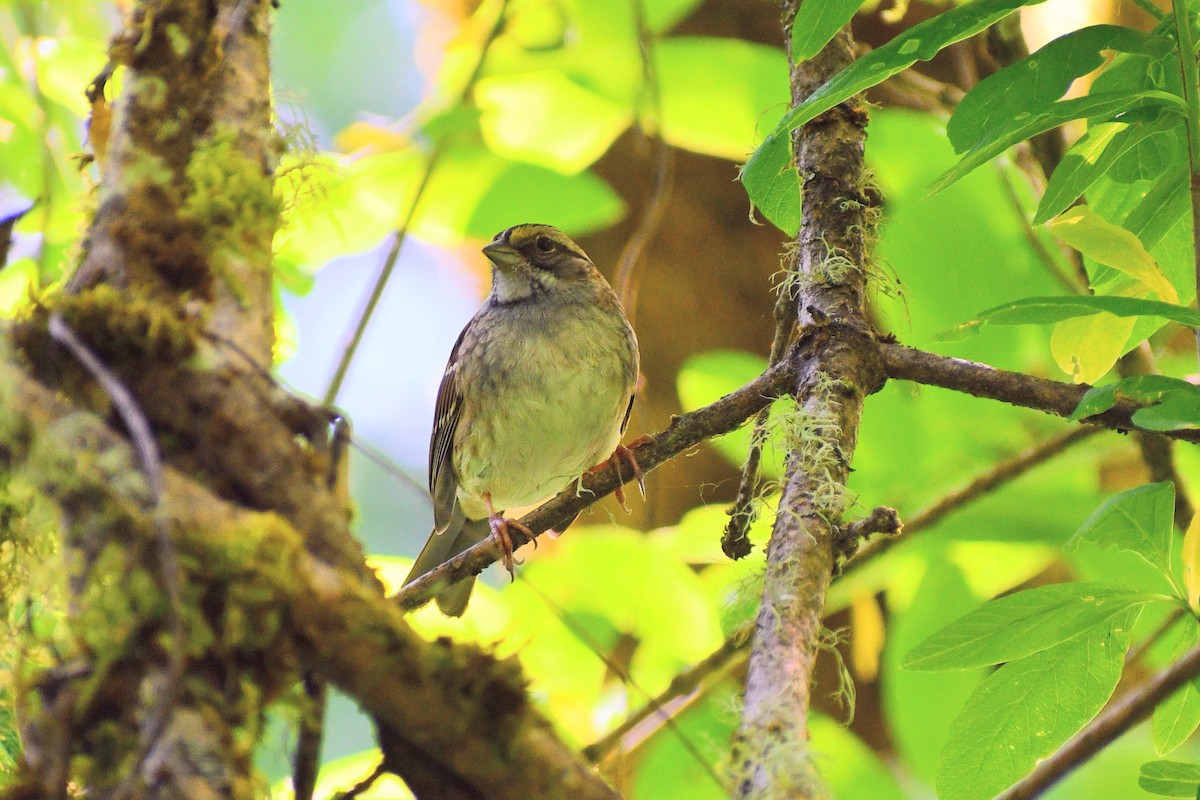 White-throated Sparrow - ML634817591