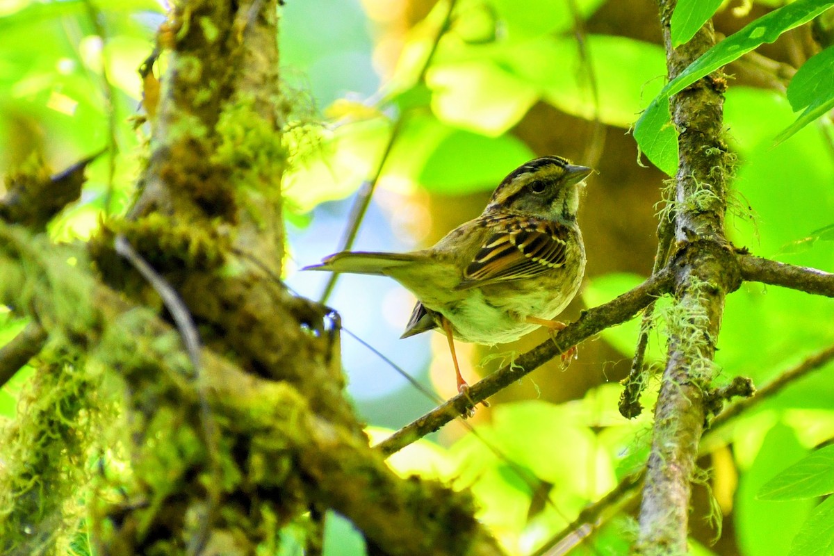 White-throated Sparrow - ML634817592