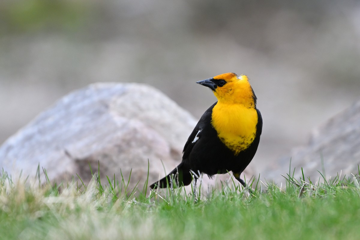 Yellow-headed Blackbird - ML634817604