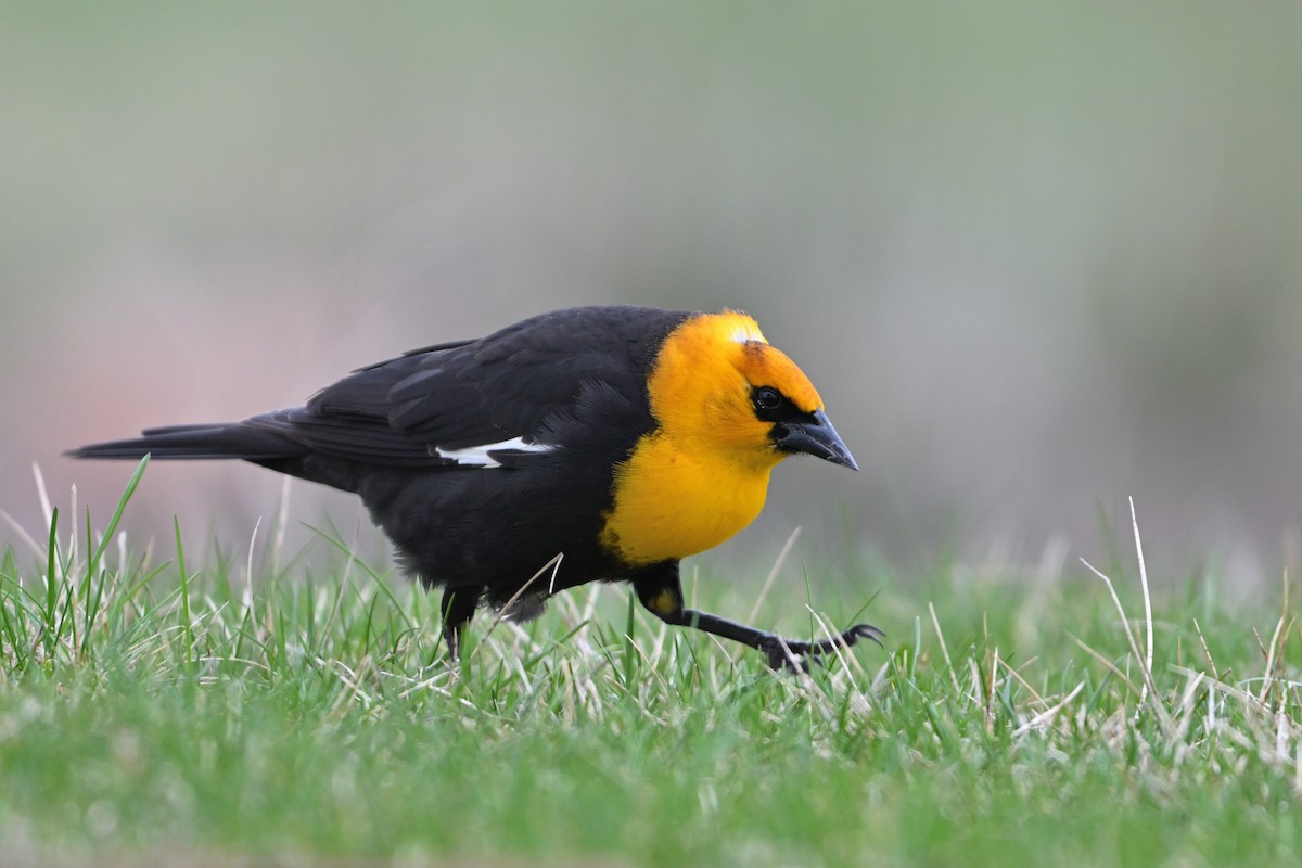 Yellow-headed Blackbird - ML634817613