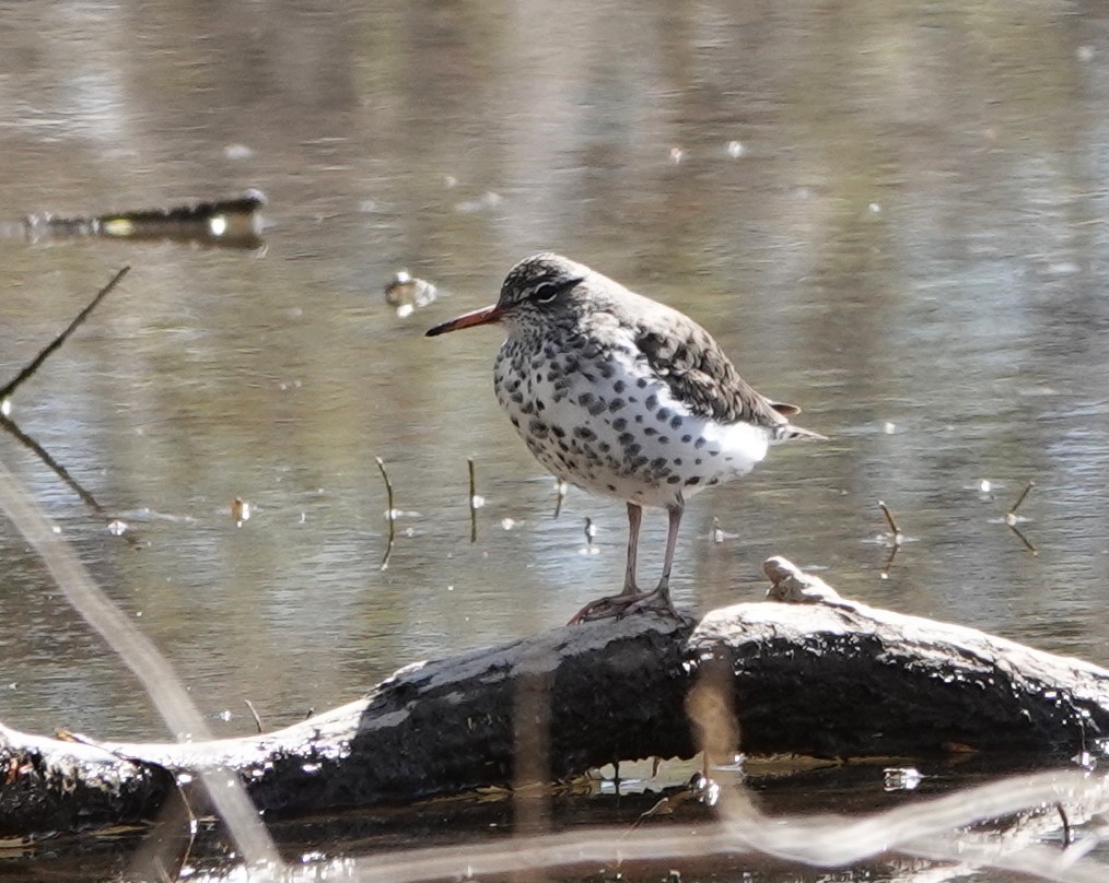 Spotted Sandpiper - ML634817624
