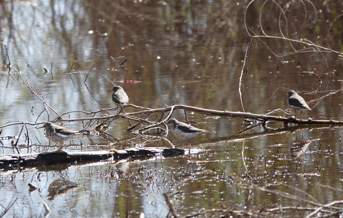 Spotted Sandpiper - ML634817644