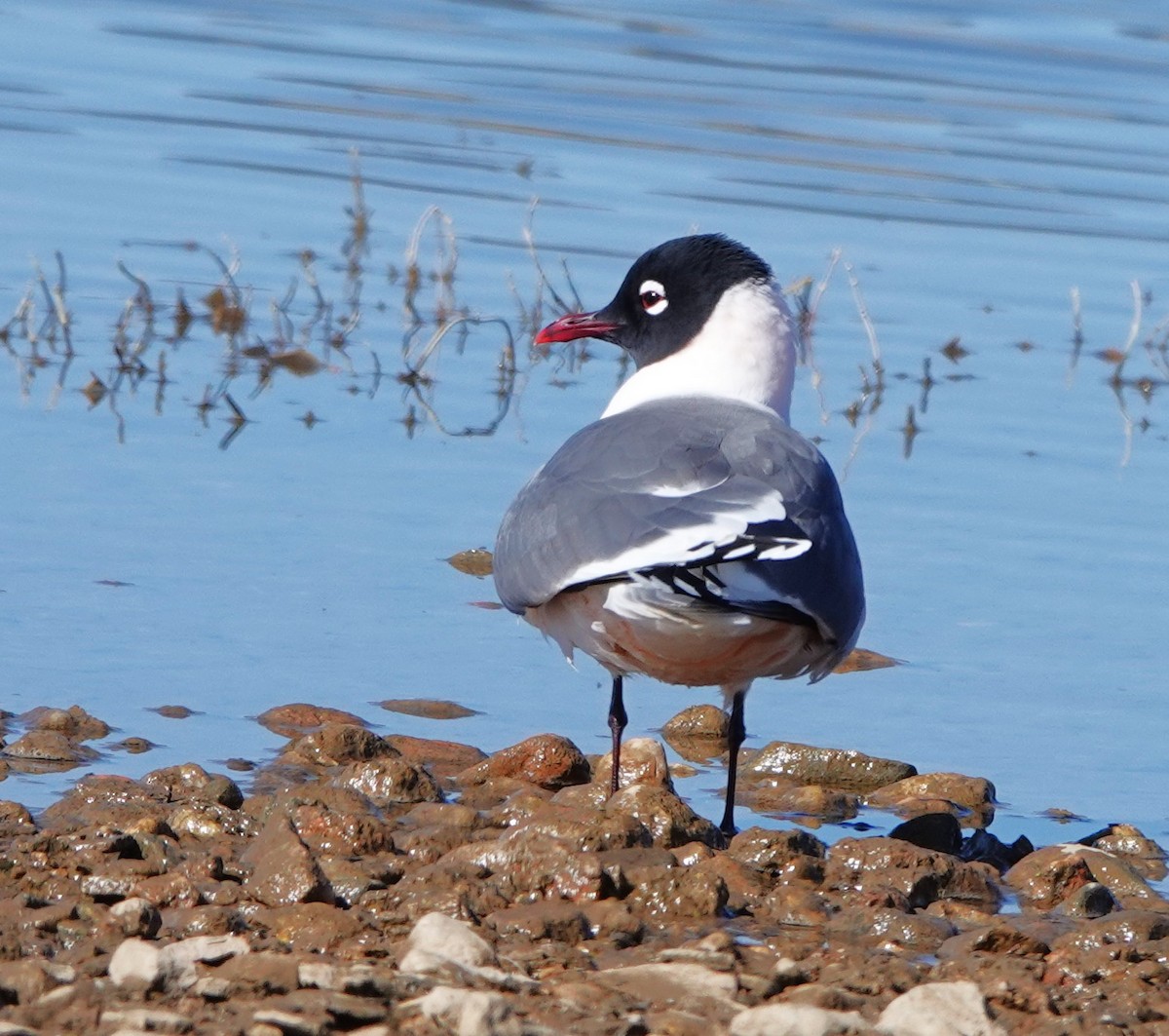 Franklin's Gull - ML634817660