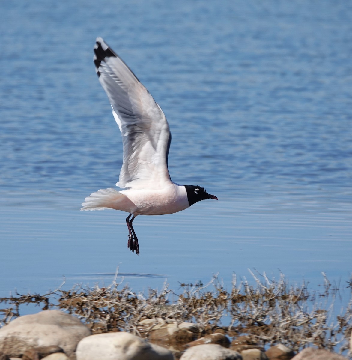 Franklin's Gull - ML634817666