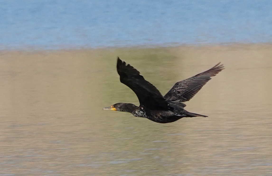 Double-crested Cormorant - ML634817692