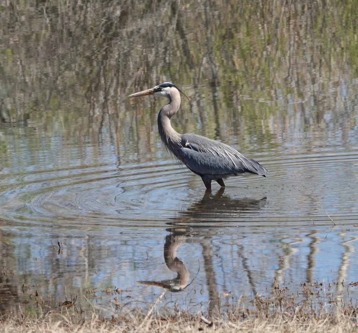 Great Blue Heron - ML634817723