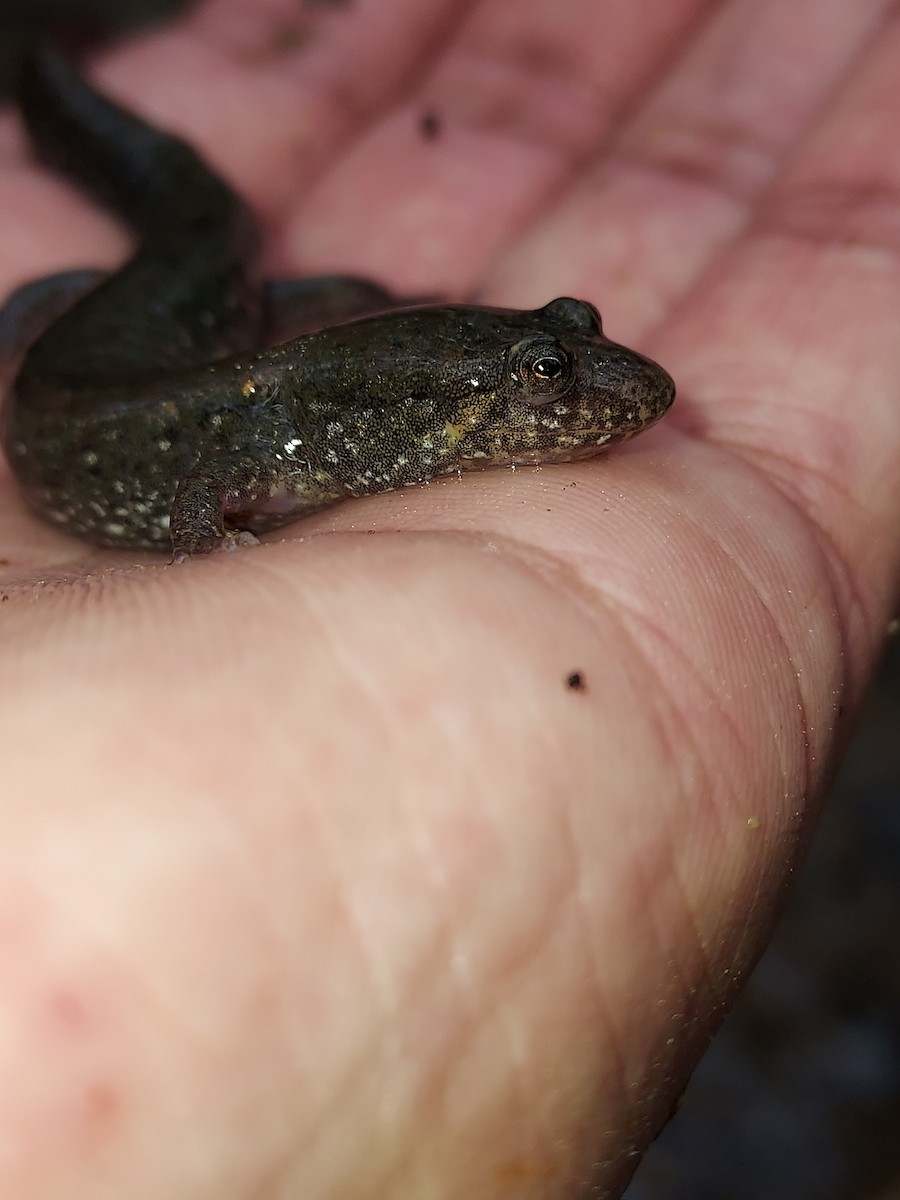 Piedmont Dusky Salamander - ML634817805