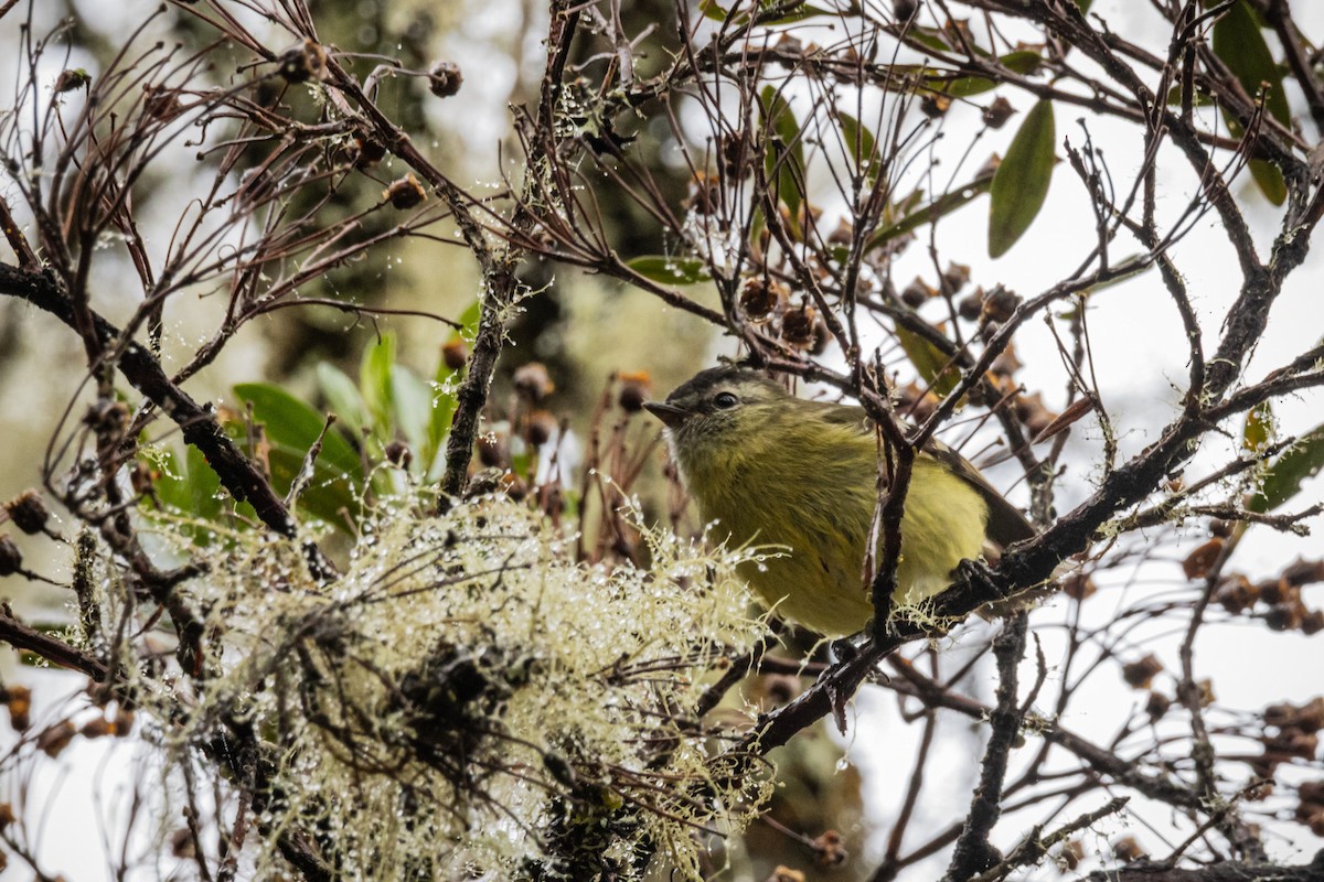 Black-capped Tyrannulet - ML634817875