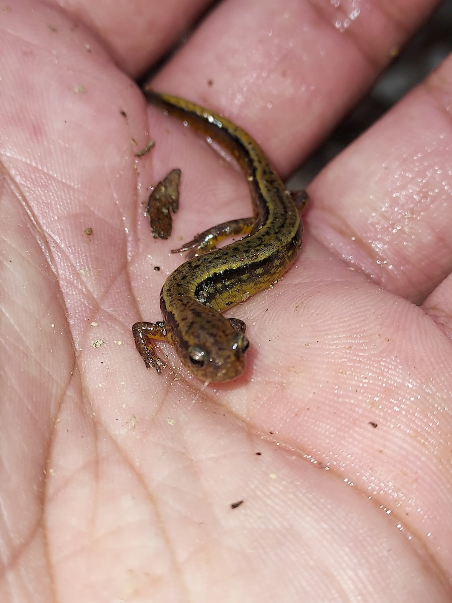 Southern Two-lined Salamander - ML634817938
