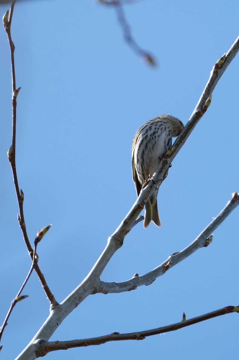 Pine Siskin - ML634818039
