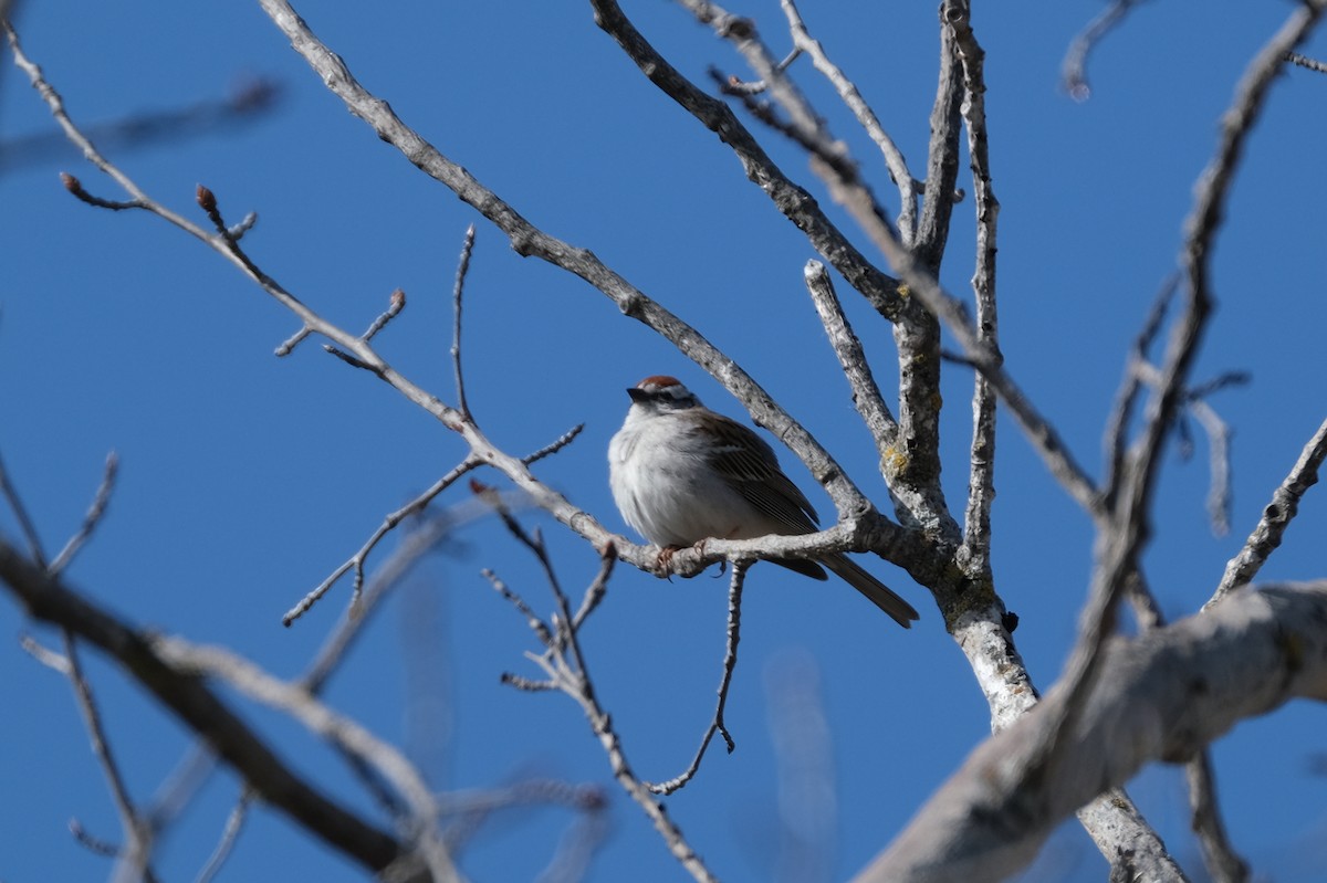 Chipping Sparrow - ML634818056