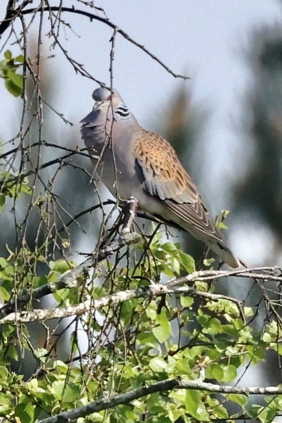 Өрнийн хүүрзгэнэ - ML634818168