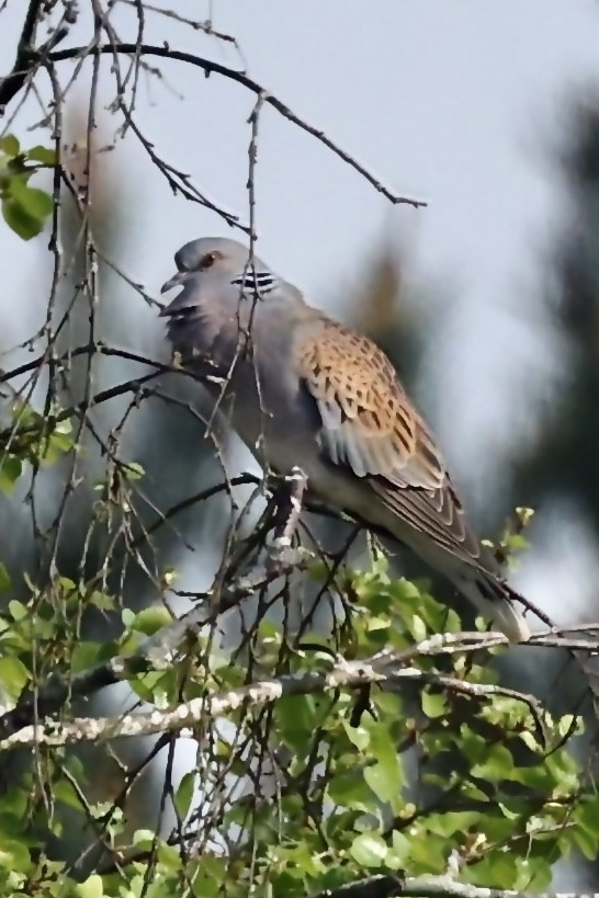 Өрнийн хүүрзгэнэ - ML634818169