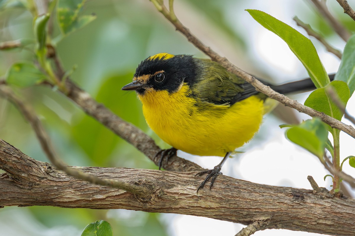 Yellow-crowned Redstart - ML634818197