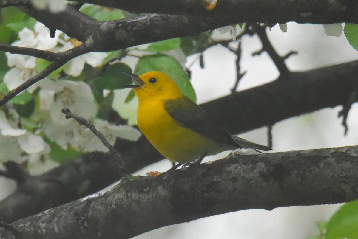 Prothonotary Warbler - ML634818207