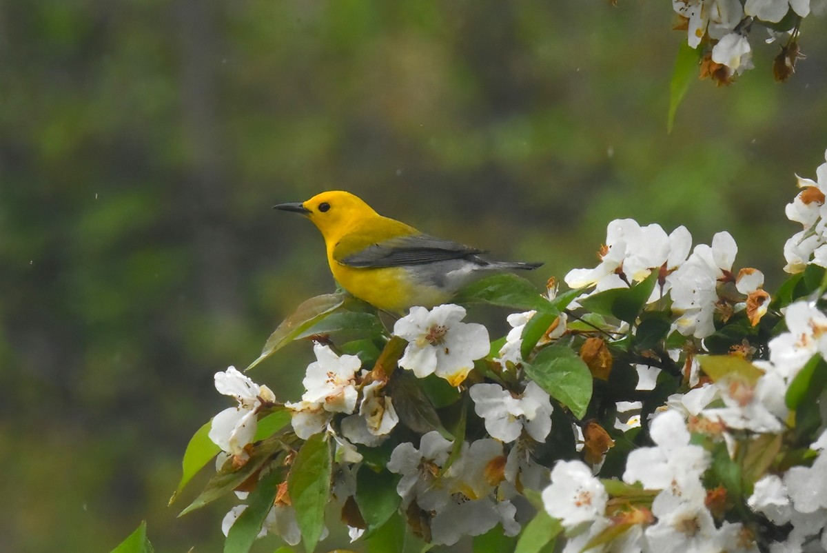 Prothonotary Warbler - ML634818208