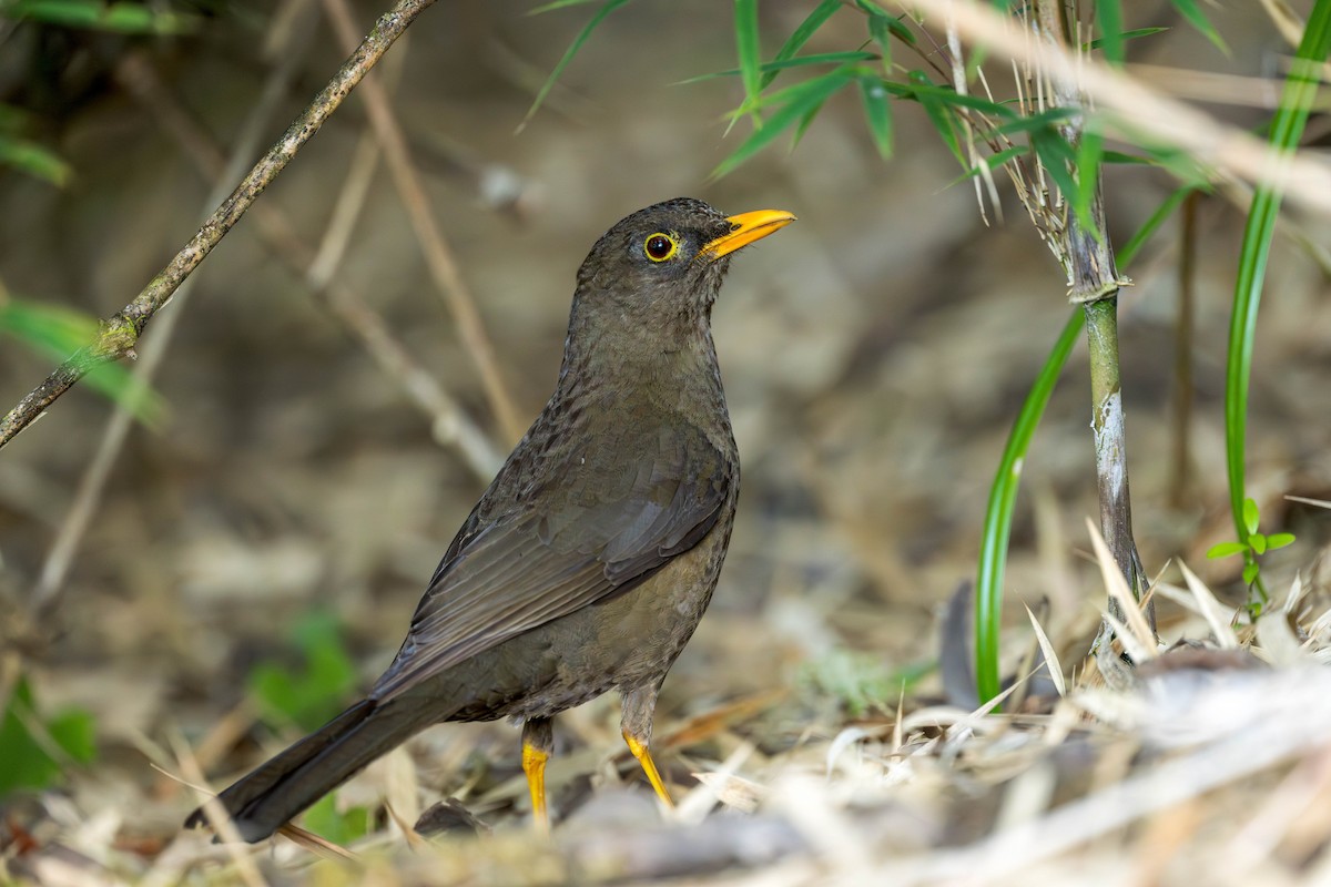 Great Thrush - ML634818299