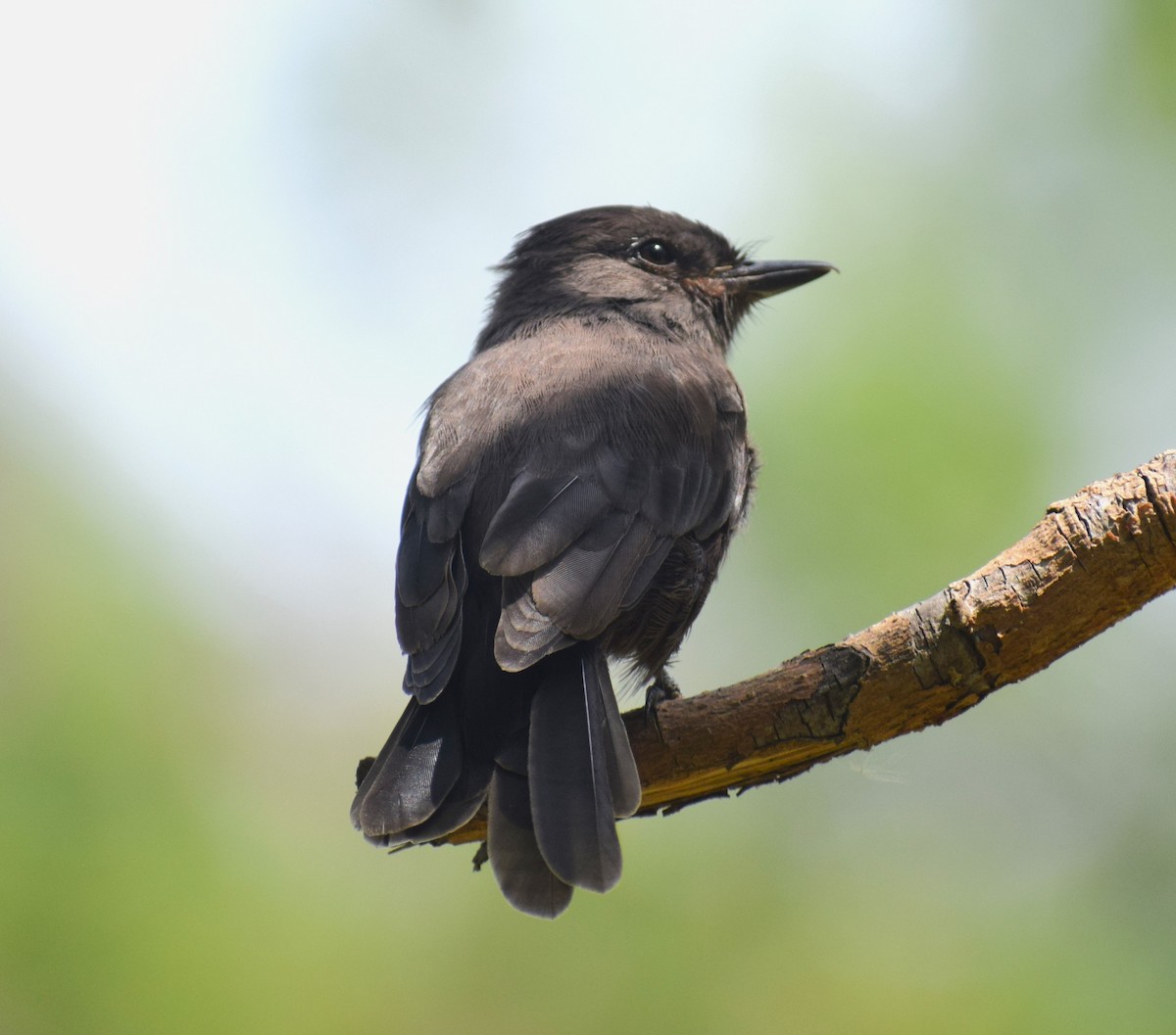 Vermilion Flycatcher (obscurus Group) - ML634818313