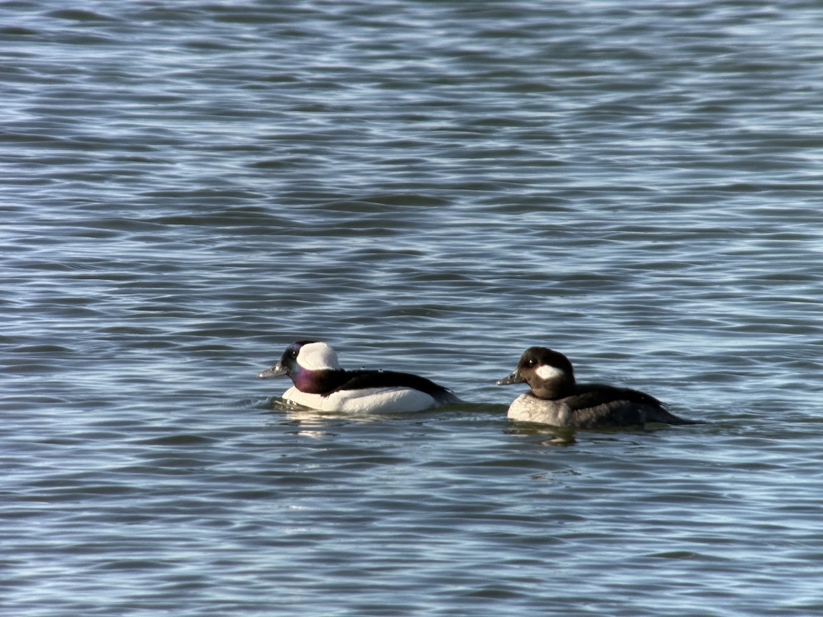 Bufflehead - ML634818425