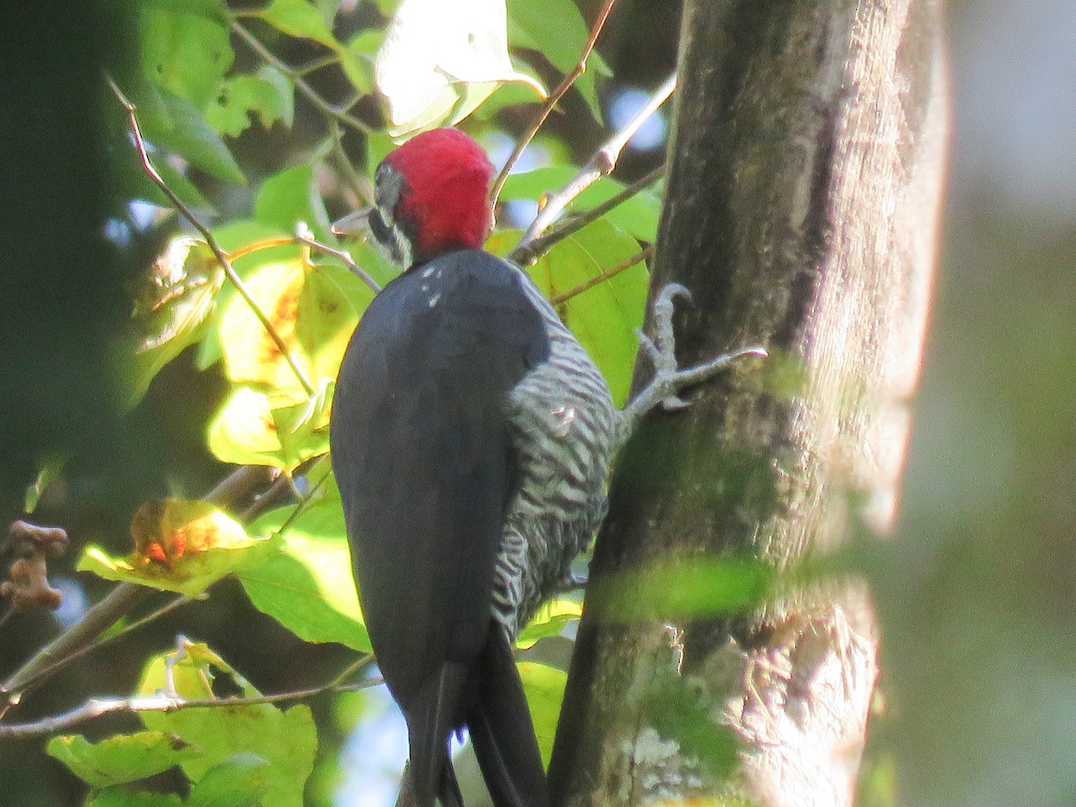 Lineated Woodpecker - ML634818575