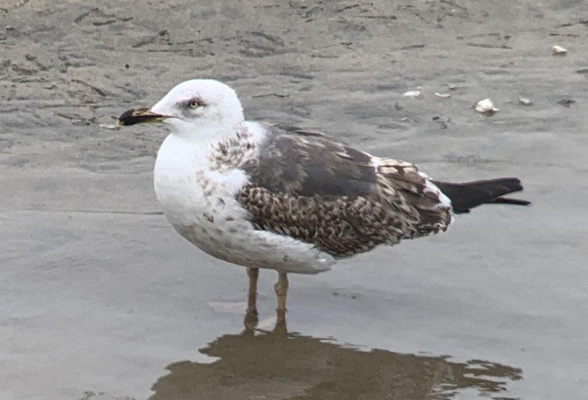 Lesser Black-backed Gull - ML634818838