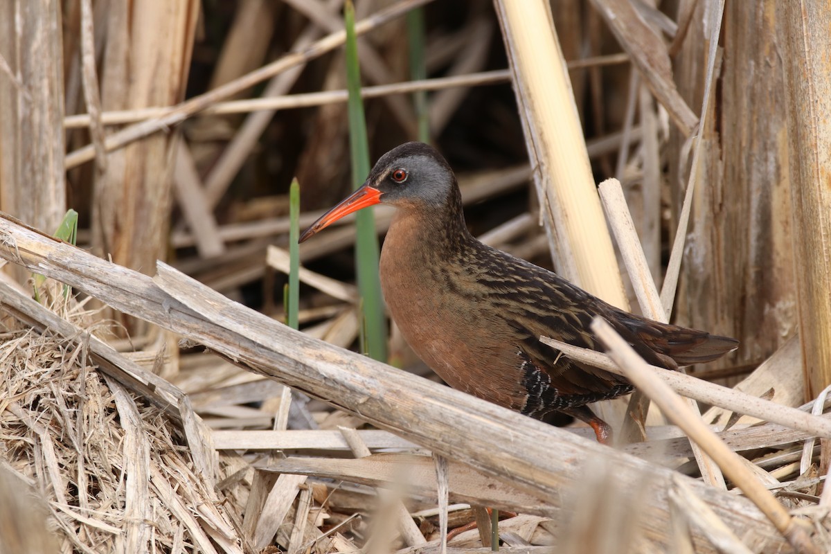 Virginia Rail - Jeffrey Hall