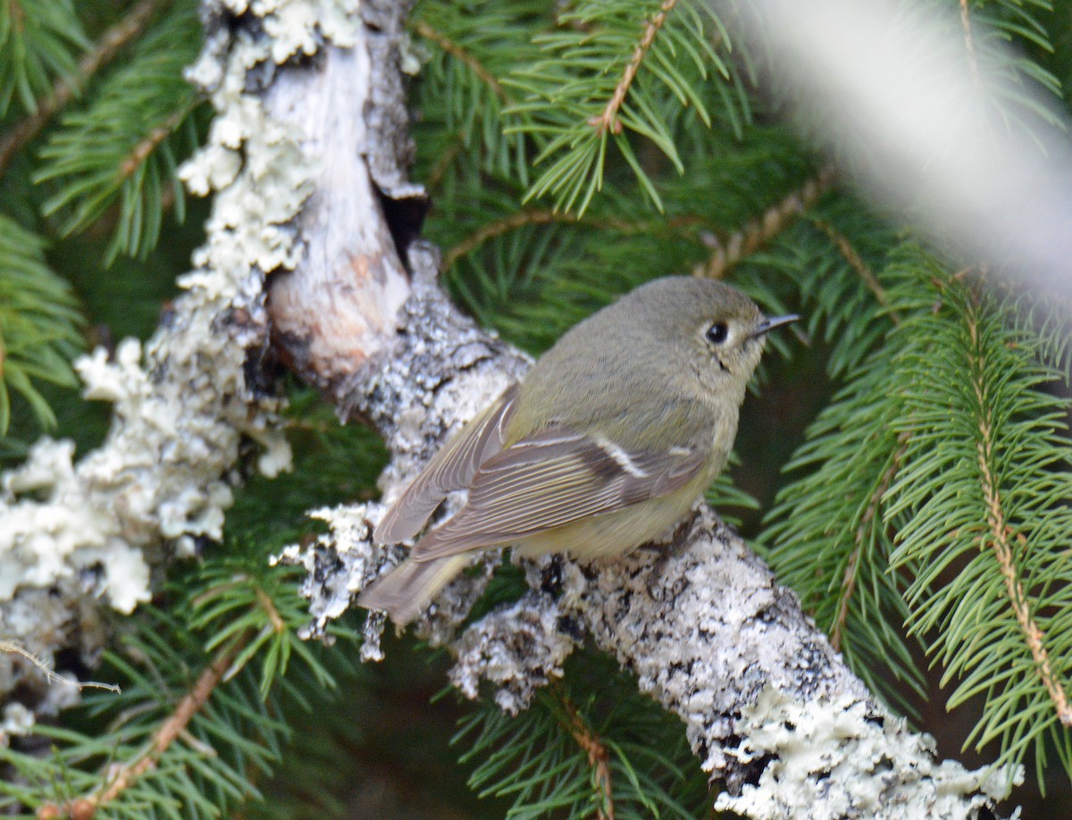 Roitelet à couronne rubis - ML634818971