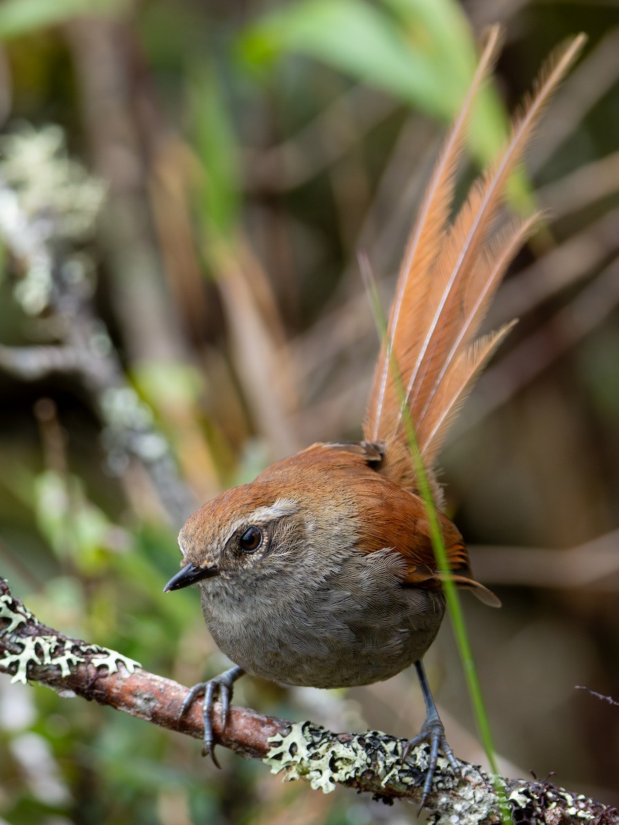 White-chinned Thistletail - ML634819098