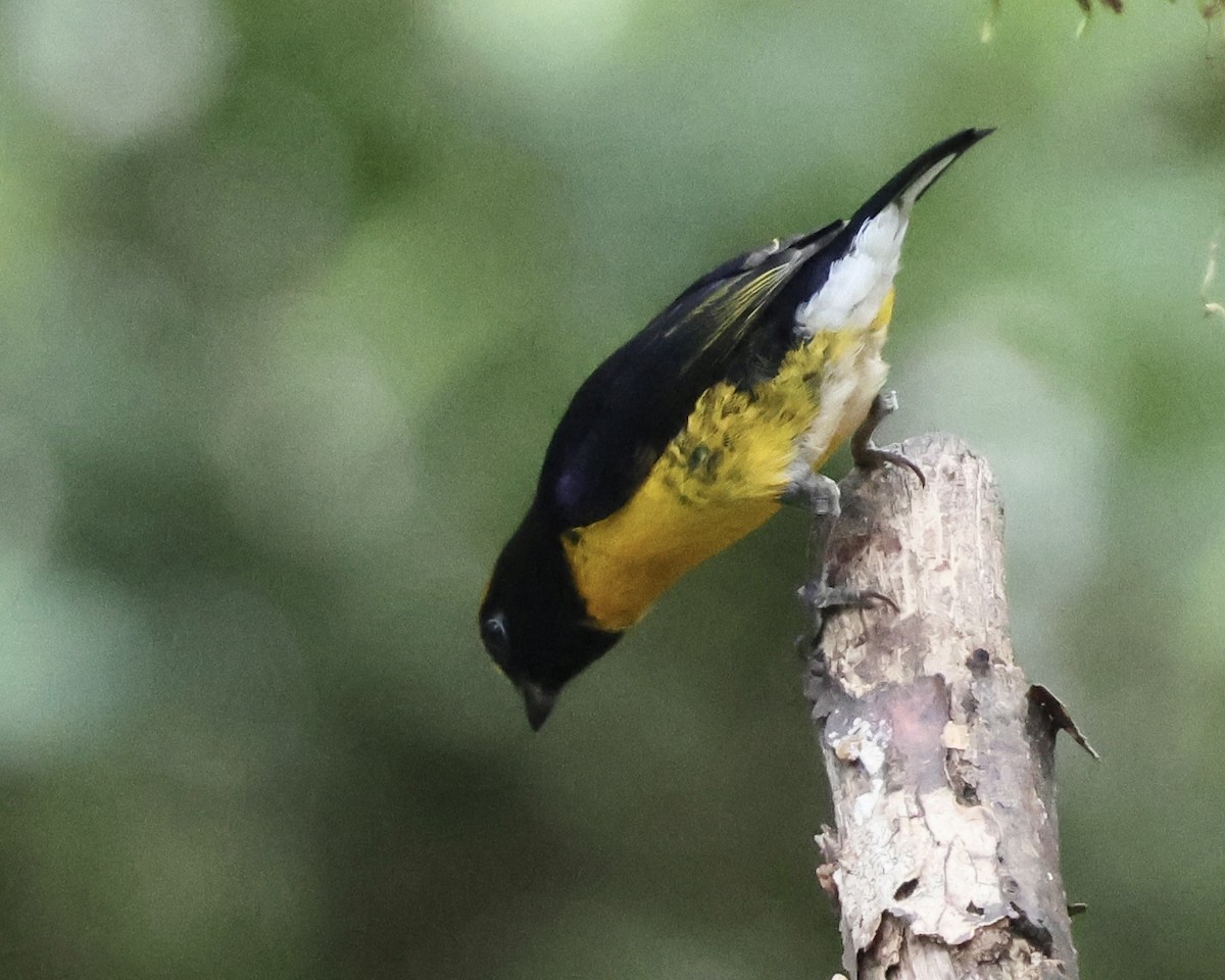 Eufonia Culiblanca - ML634819107