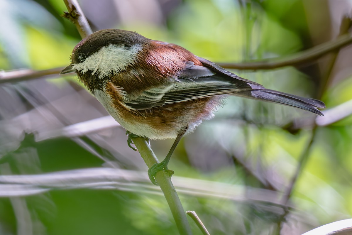 Chestnut-backed Chickadee - ML634819137