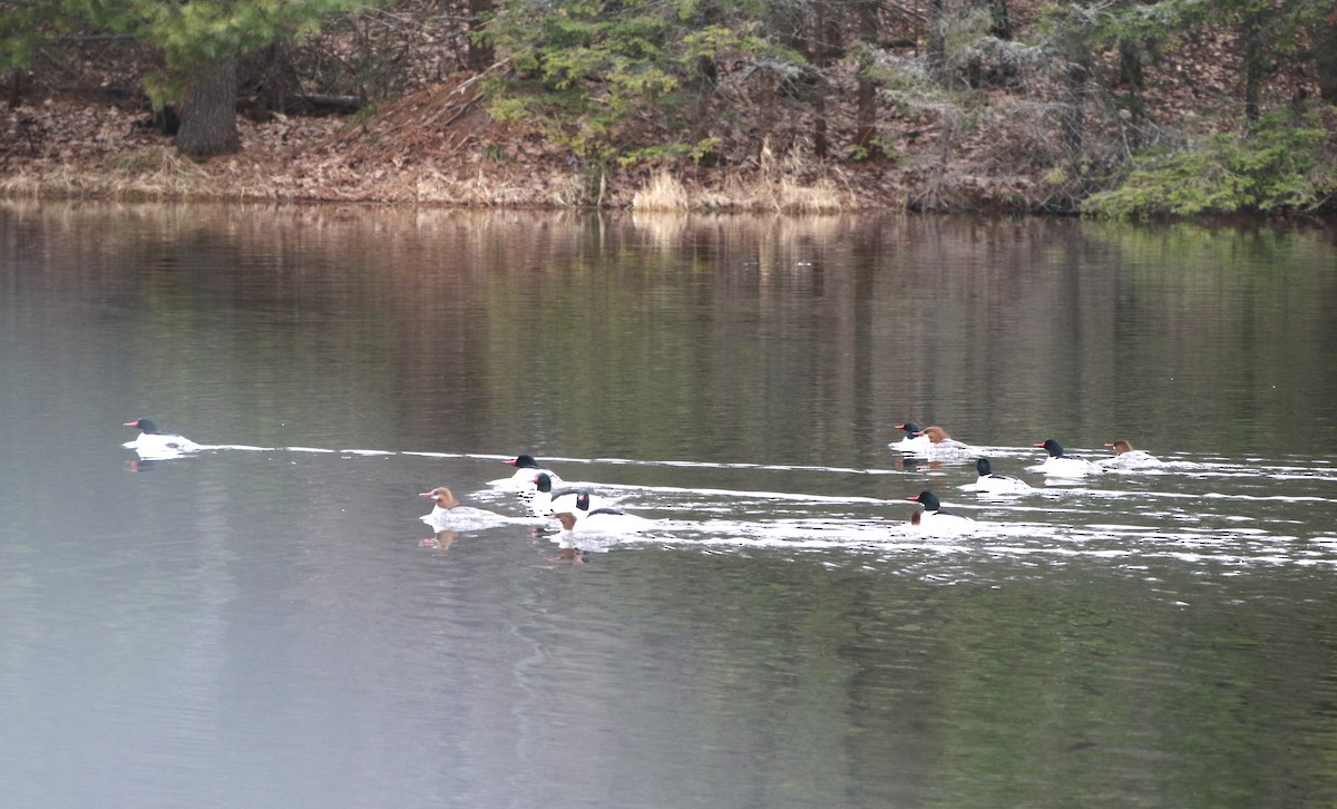 カワアイサ - ML634819207