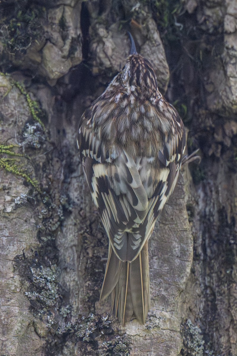 Brown Creeper - ML634819245