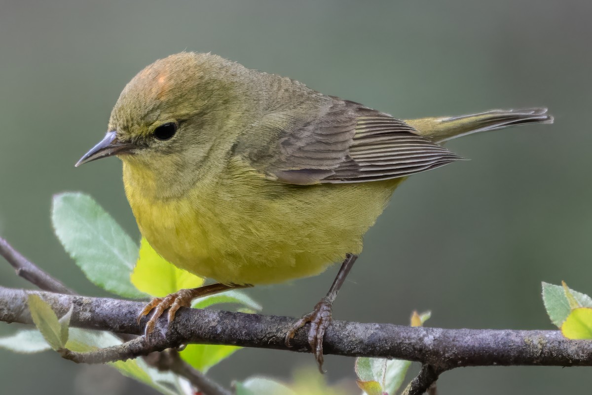 Orange-crowned Warbler - ML634819299