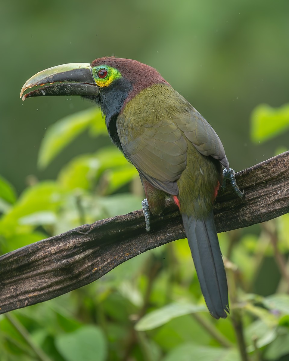 Yellow-eared Toucanet - ML634819305