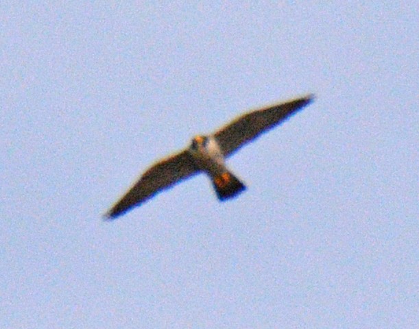 Faucon pèlerin - ML634819327