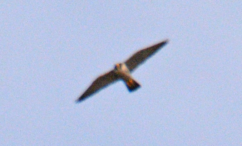 Faucon pèlerin - ML634819328