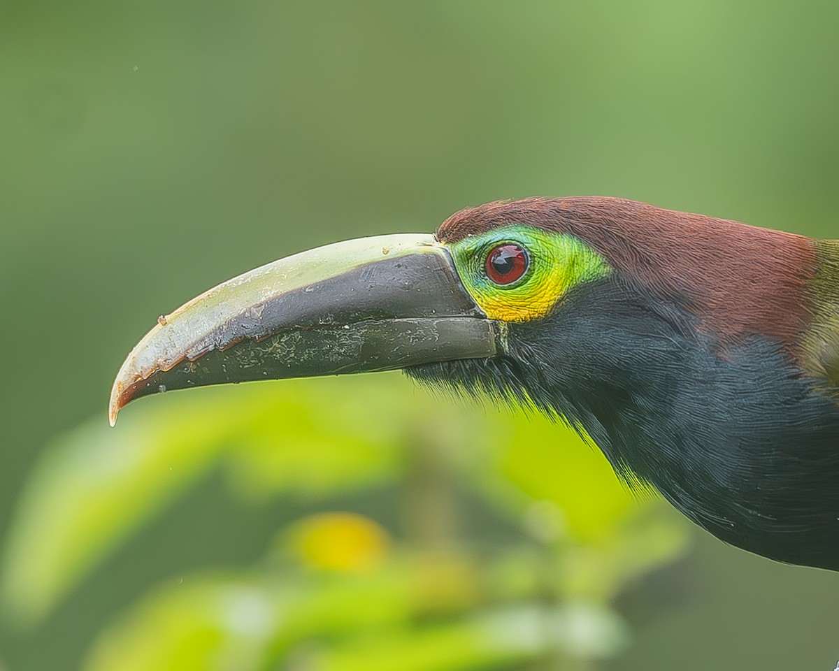 Yellow-eared Toucanet - ML634819331