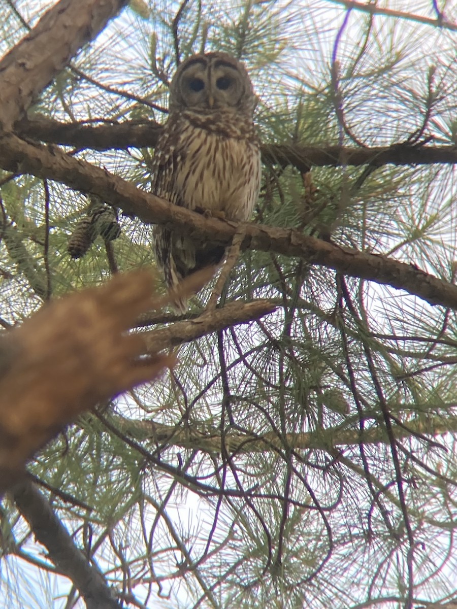 Barred Owl - ML634819365
