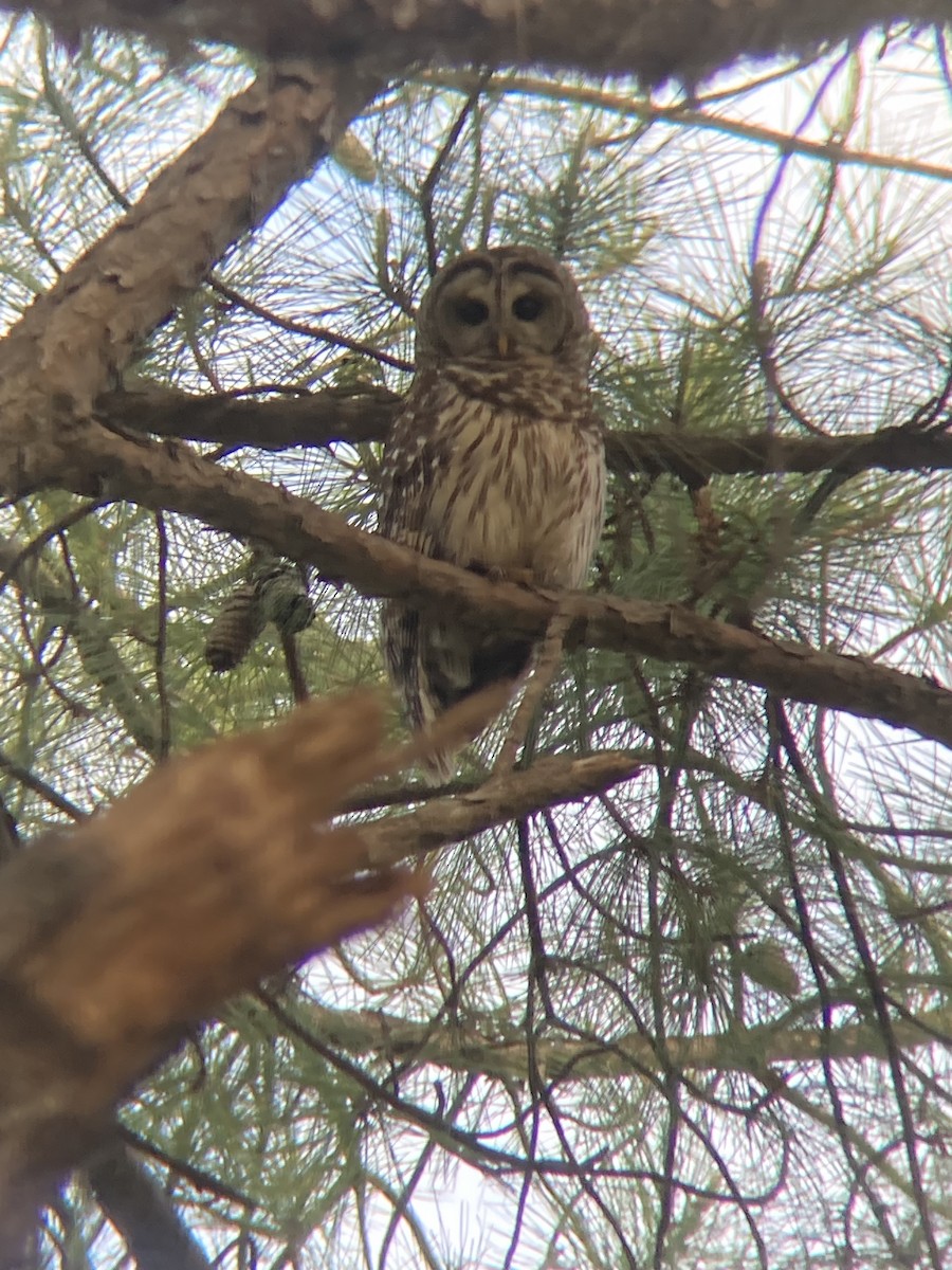 Barred Owl - ML634819366