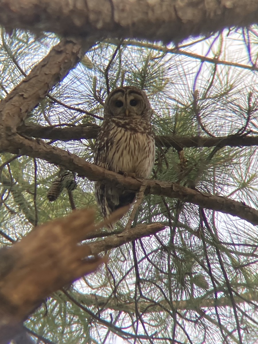 Barred Owl - ML634819367