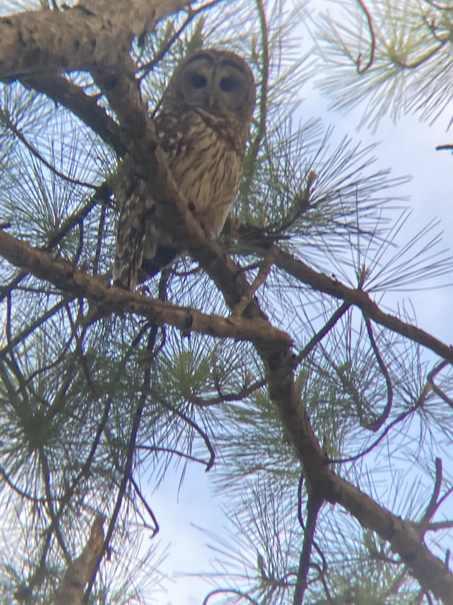 Barred Owl - ML634819368