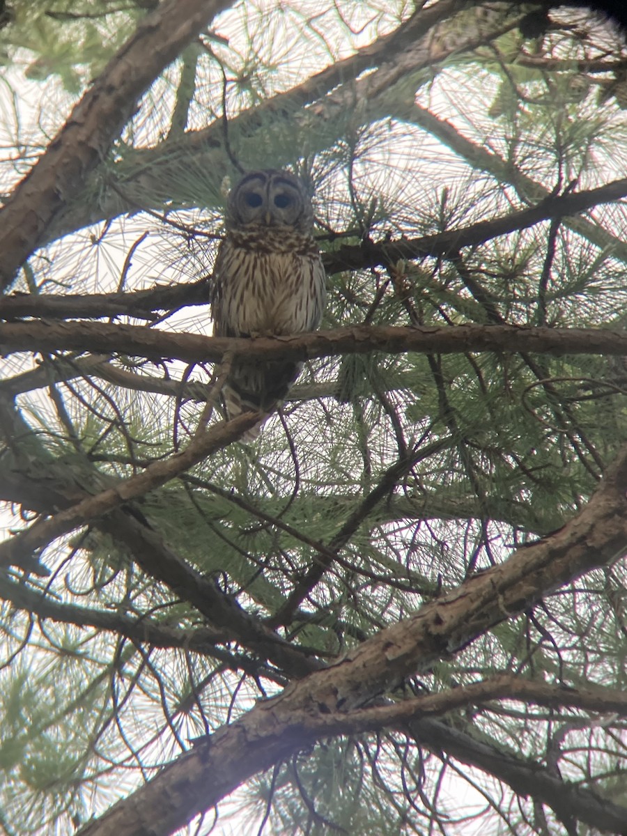 Barred Owl - ML634819369