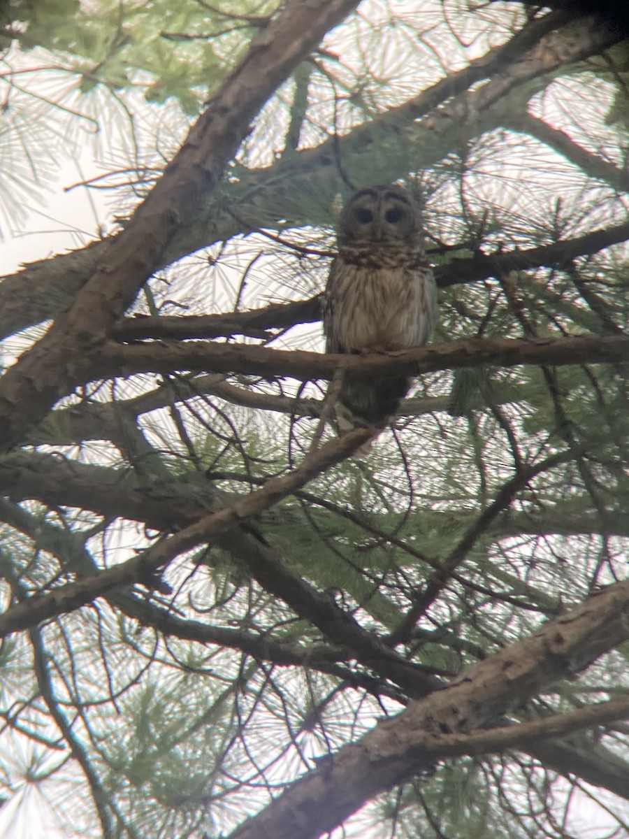 Barred Owl - ML634819370