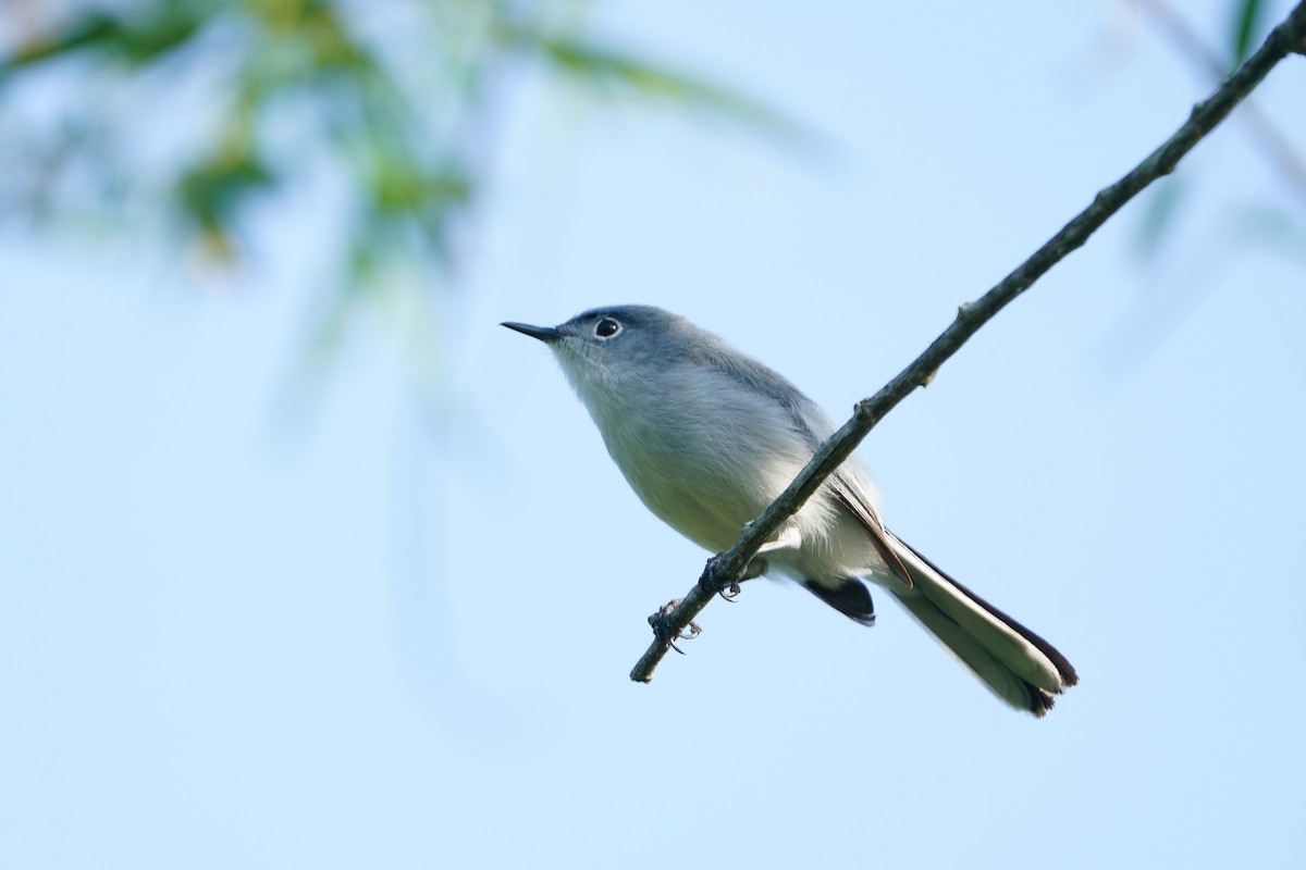 Blue-gray Gnatcatcher - ML634819371